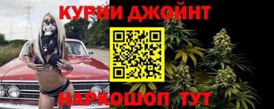 сатива Гай